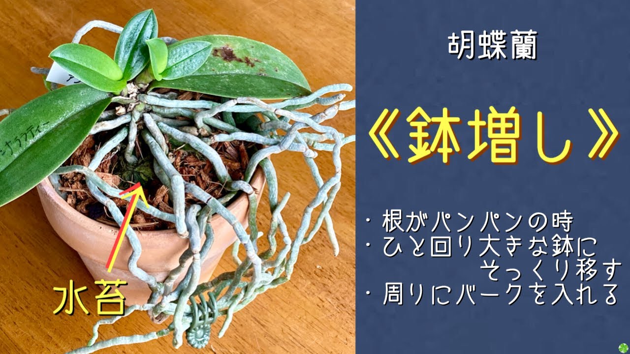 2024年11月19日 胡蝶蘭 《鉢増し》 ひと回り大きな鉢にそのまま移す