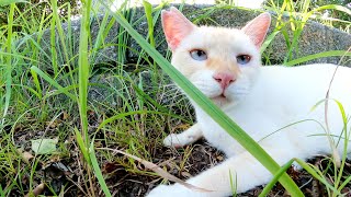 薄茶シロ猫が草むらの中でバッタを捕まえる