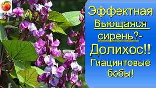 Эффектная  Вьющаяся сирень Долихос Гиацинтовые бобы, Выращивание и уход!