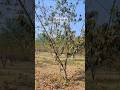 How to prune old peach tree for better fruit #satisfying #pruning #shorts