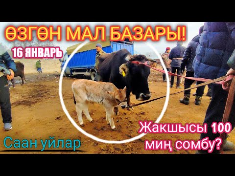 Video: Эркекти ургаачы бадалдан кантип айырмаласа болот?