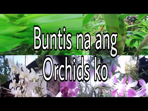 Video: Paano Mag-aalaga Ng Mga Orchid Pagkatapos Ng Pamumulaklak