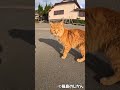 「にゃんか美味い物持ってにゃいか?」 #shorts #猫 #cat #बिल्ली #kedi