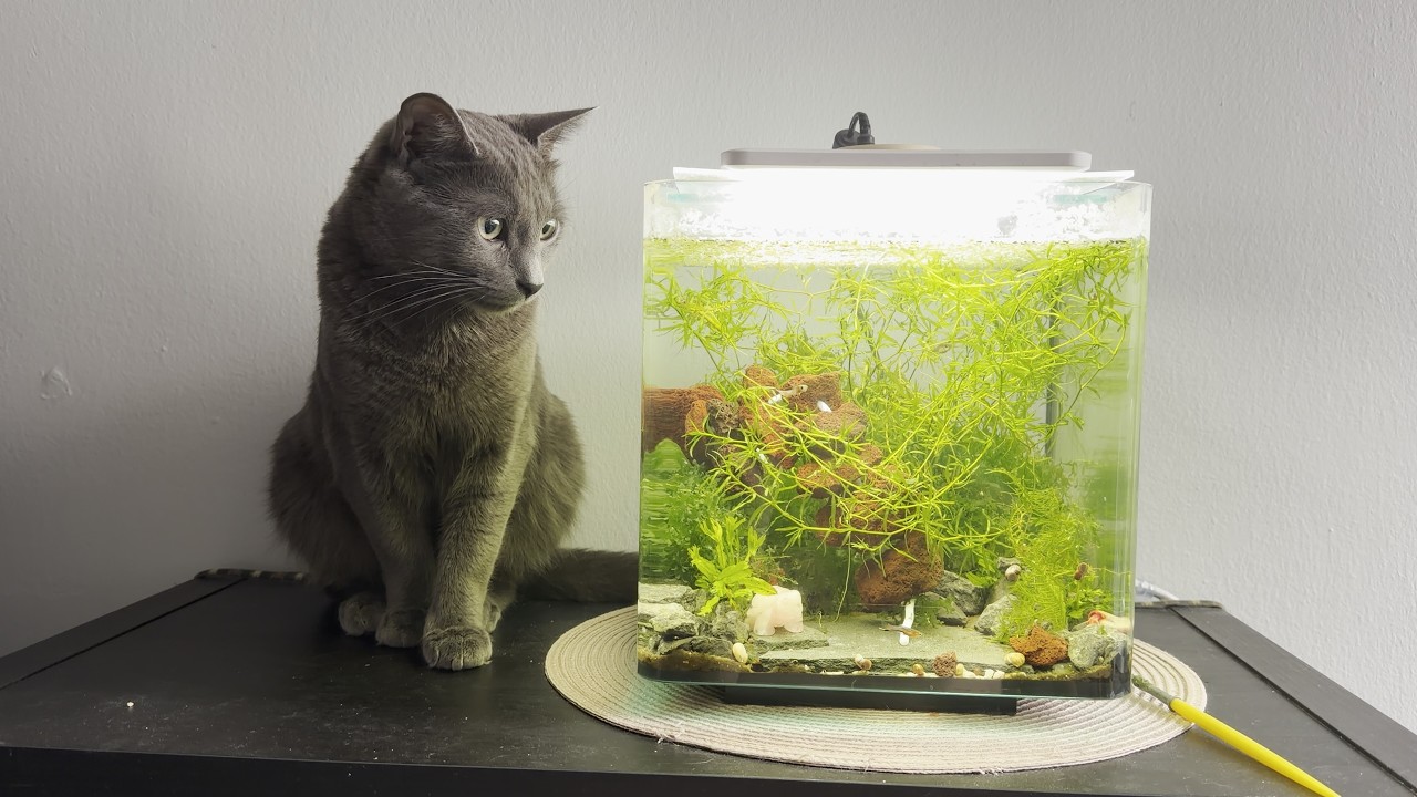 Dirty Secrtes of Clean Aquarium