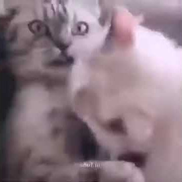 Story Wa kucing baper