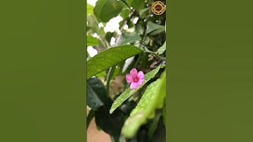 من عمل صالحاً من ذكرٍ أو أنثى وهو مؤمنٌ فلنحيينه حياةً طيبة 🥺🤍 | القارئ: عبد الرحمن مسعد 🍃