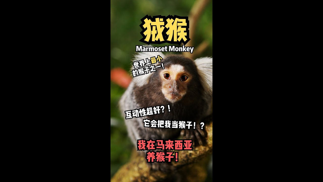 Marmoset Monkey 绒猴 | 我在马来西亚养猴子！世界上最小的猴子之一！互动性超好？！ 它会把我当猴子！？ - YouTube