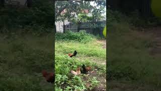 Ayam Katek Mudah Di Pelihara