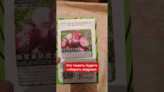 Эти томаты будете собирать ведрами #томаты #томат #семенатоматпомидор #семенатоматов #семена