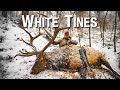 Late season Arizona bull elk hunt with Austin Atkinson | THE ADVISORS : White Tines