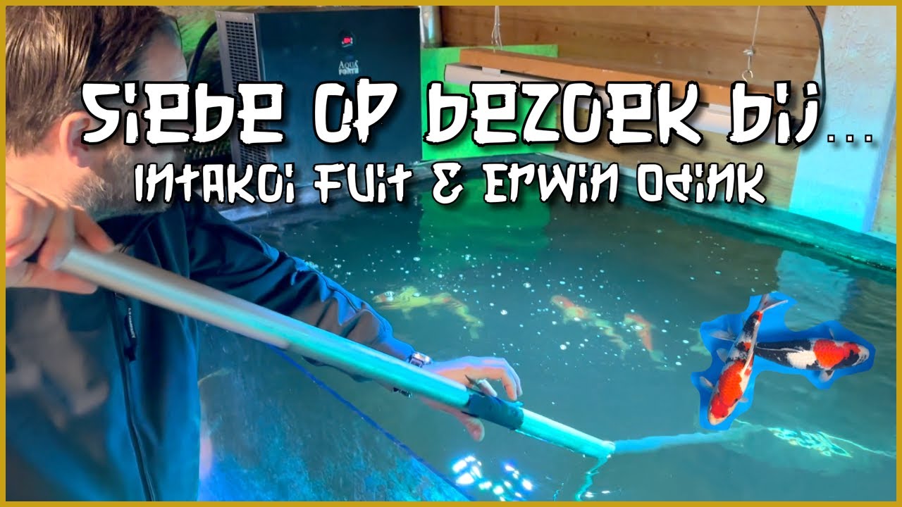 Siebe op bezoek bij... IntaKoi Fuit & Erwin Odink | TheKoiPage | *English subtitles*