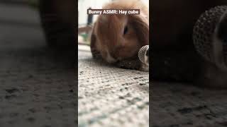 Thumbnail for Sonny bun + Hay cube #asmr #shorts #freeroamrabbit #bunny #petrabbit