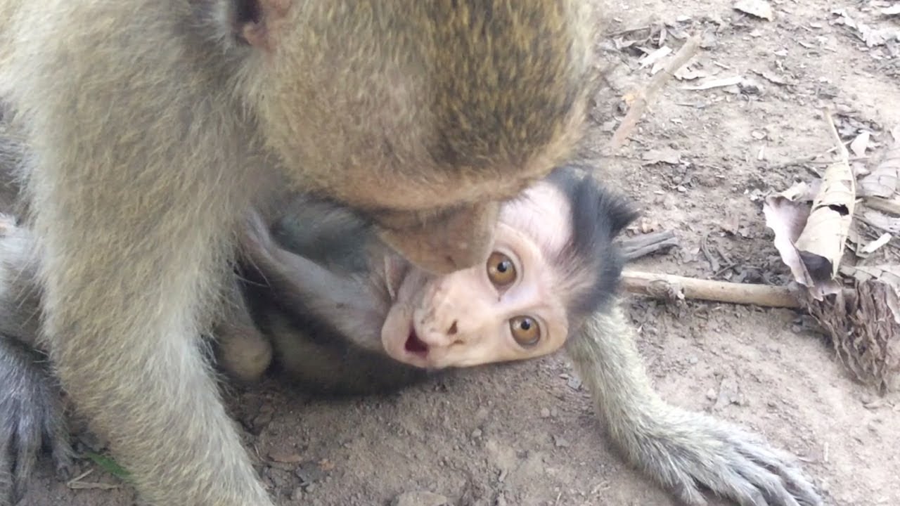 Baby monkey cry loudly - Baby monkey call mommy help - YouTube
