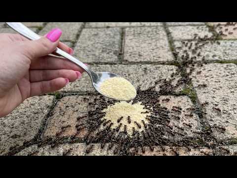 Use it once and the ants are gone. Cheap trick with fast results