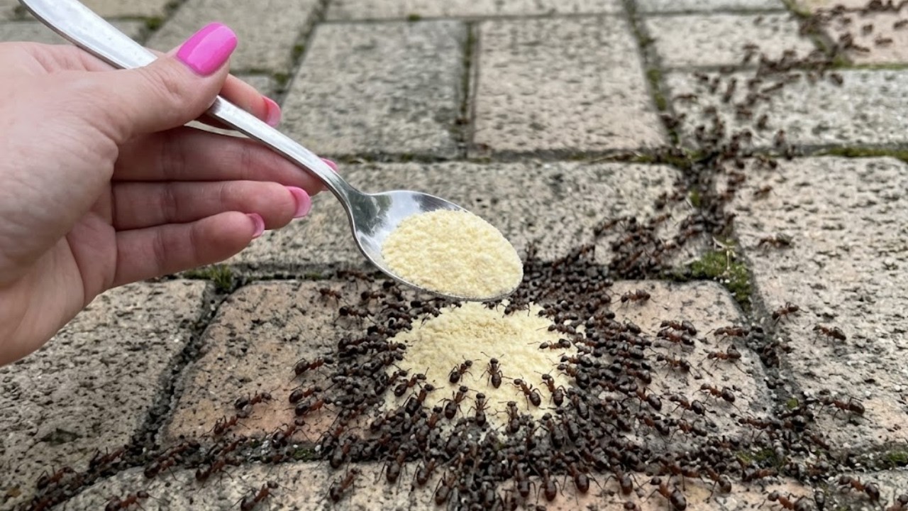 Einmal anwenden und die Ameisen sind weg. Günstiger Trick mit schneller Wirkung