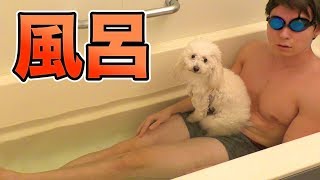 犬と風呂入る!! Dog and a bath PDS