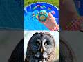 Kids Learn with Toys | Animal Names: Bearded Dragon Warthog Snake Owl Bear