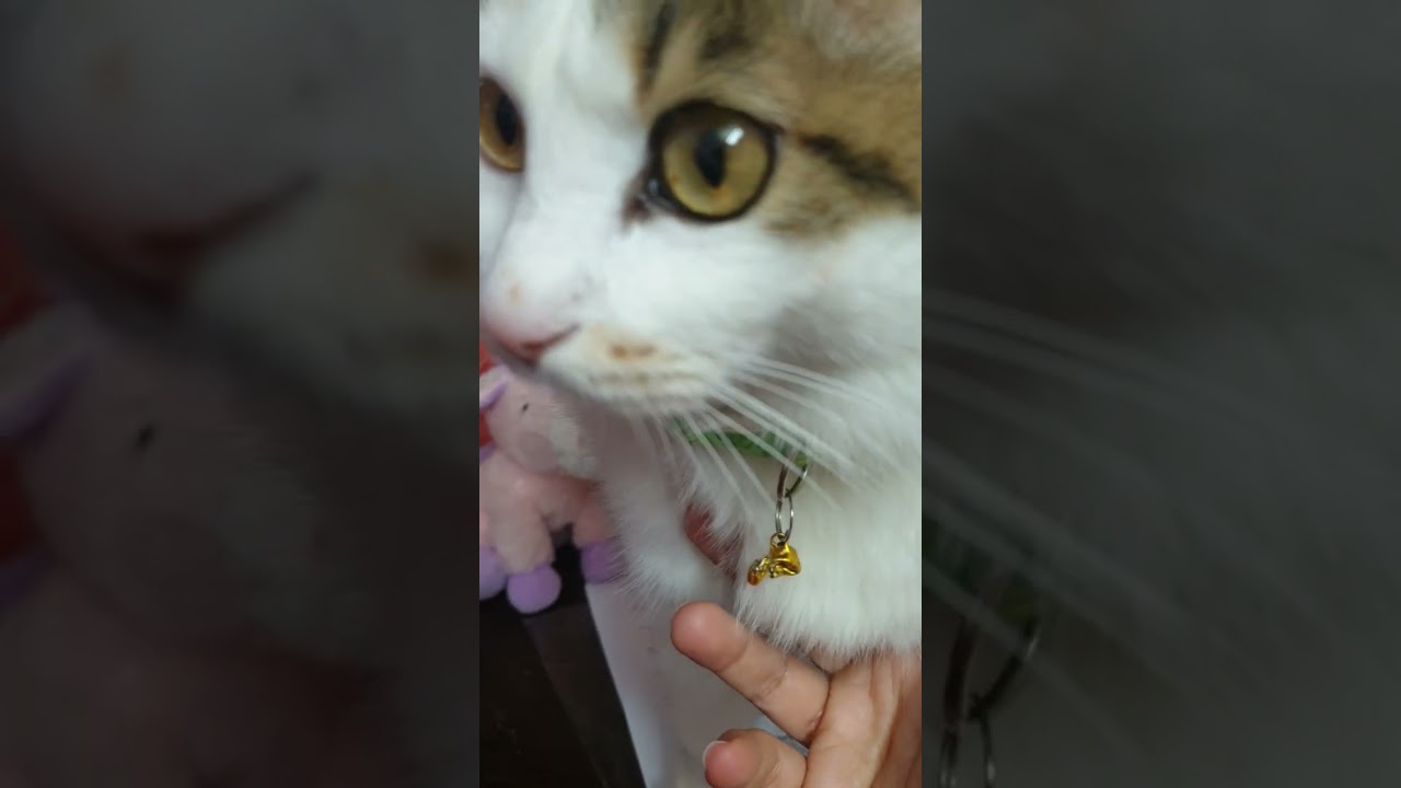 حل اسئلة على قواعد الوحدة الاولى والثالثة(past and present tenses)