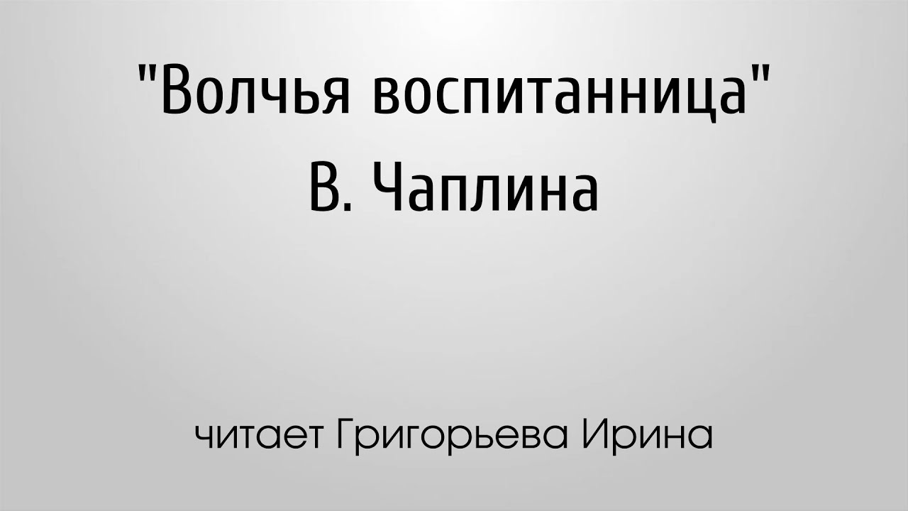 Чаплина крылатый будильник. Чаплина Волчья воспитанница.