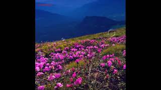 They Didnt Know skilla West