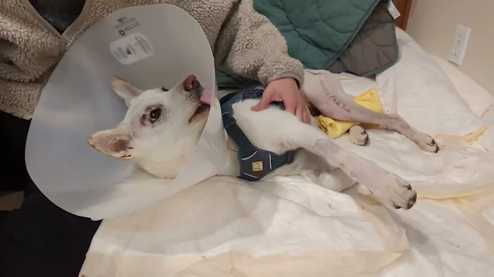 12/12/2022 Lala's Recovery