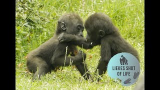GORILLA BABY TWINS TESTING WHO IS THE STRONGEST