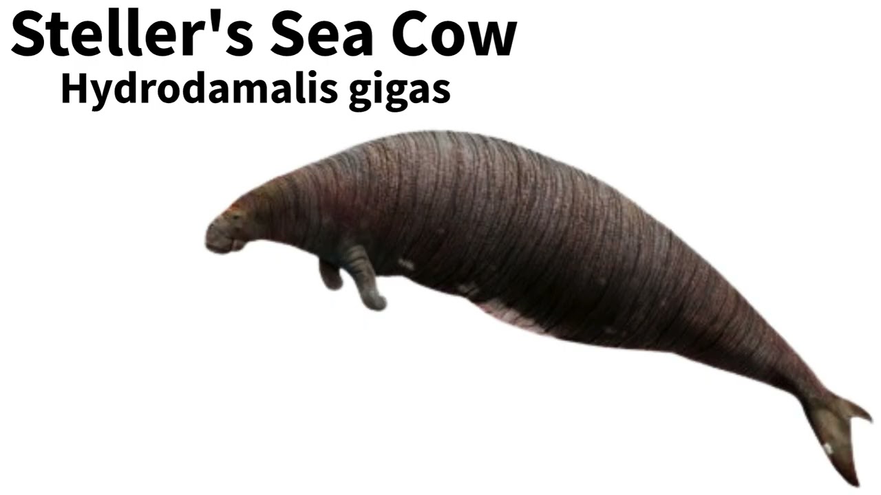 My Favorite Sirenian: Hydrodamalis gigas