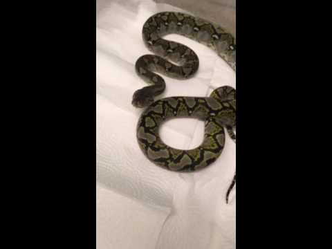 reticulated Python care