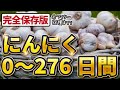 【にんにく栽培】種まき・土づくり〜収穫までの276日間【家庭菜園】