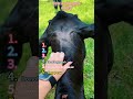 Cows attack people #funny #cow #fanimals #funnyvideos #fyp