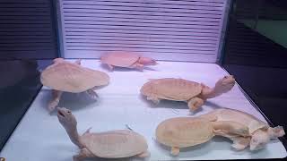 漂亮的 白化中華鱉 ~ 台北水族街 😊😉 Albino Chinese Softshell turtle ( Pelodiscus sinensis )