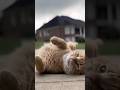 #cat #funny #funnycats #kitten #catsofyoutube