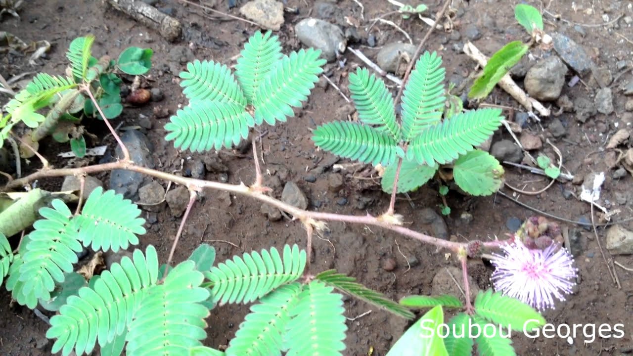 Sensitive. Trompe la mort KREOLER TV.