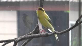 Canary song