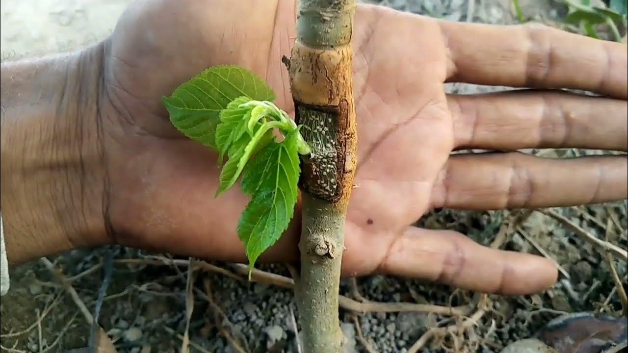 How to graft mulberry tree root grafting. Mulberry grafting
