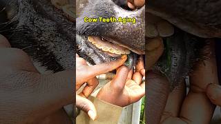 Estimating Cattle Age by Dentition Cow Teeth Information #shorts #animals #farming #cow #asmr #fyp