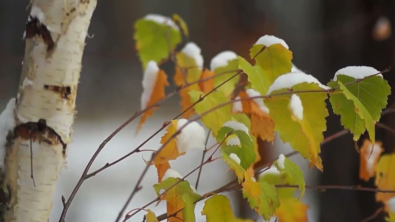 Birch Log Bundle