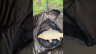 Drill Nebun cu Crap Frumos 🎣 Lanseta la Limită + Eliberare