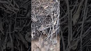 Can you see the rattlesnake?