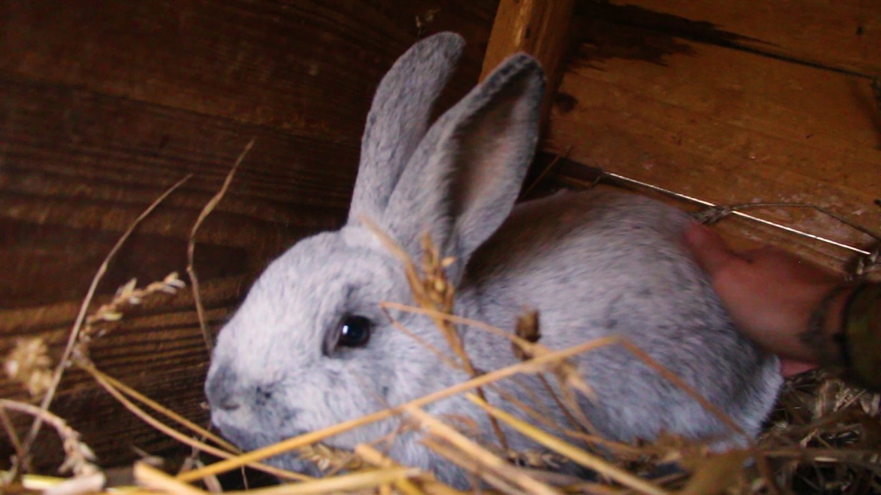 Je zpět, teď hlídat před liškou