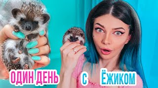 ПЕРВЫЙ ДЕНЬ С ЕЖИКОМ | ОДИН ДЕНЬ С ЕЖОМ - ОН НА МЕНЯ ФЫРЧИТ