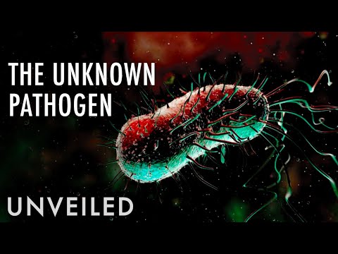 Video: A New Virus Has Been Discovered That Can Cause An Epidemic - Alternative View