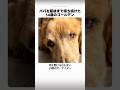 パパを最後まで待ち続けた14歳のゴールデン