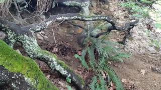 Awesome Strong Tree Roots Exposed