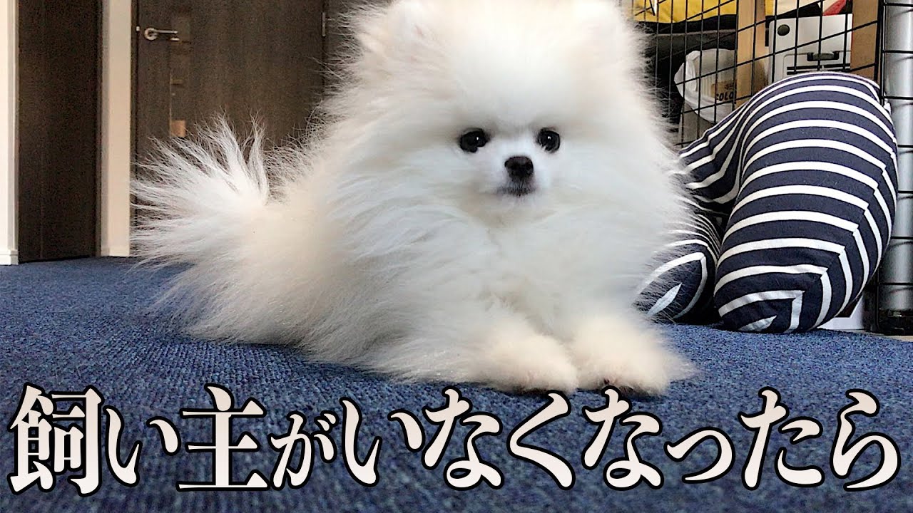 ドッキリ】突然飼い主が消えたらどうなる!?【予想外の結末】 - YouTube 
