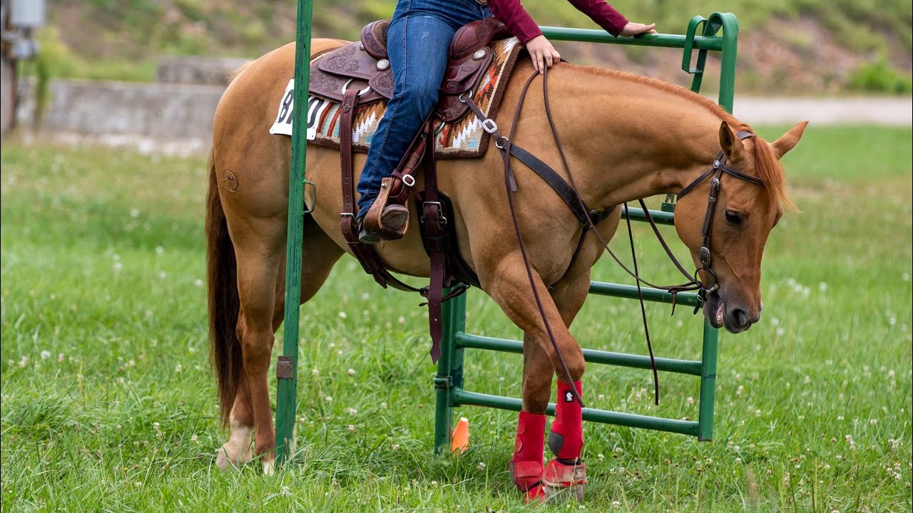 Joker - Clinton Anderson Signature Horse - YouTube