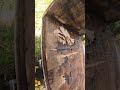 Ruffed up old Hive Box in encourage Propolis #beehive #beekeeping #beehome #propolis #bee #beehome