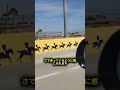 この橋を渡ると馬が走り出す？！🐎😱