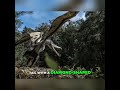 Pterosaurs in Papua New Guinea: Real Sightings or Myth #pterosaurus #dinosaur #papuanewguinea