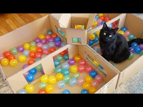Deluxe Cat Ball Pit! - Cole and Marmalade